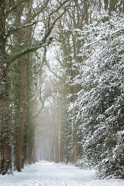 Winter landscape, forest covered with snow | fine art photo print by Karijn | Fine art Natuur en Reis Fotografie