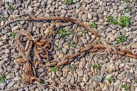 THE CHAIN by Joachim Neumann