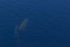 Abstracte natuurfotografie - waterlelie