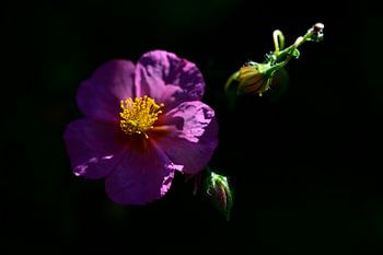 Spot auf das blühende Sonnenröschen