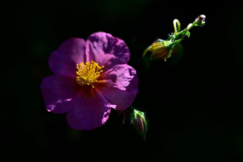 Spot sur l'héliotrope en fleur par Oliver Lahrem