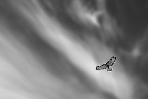 Boeienvalk in de lucht