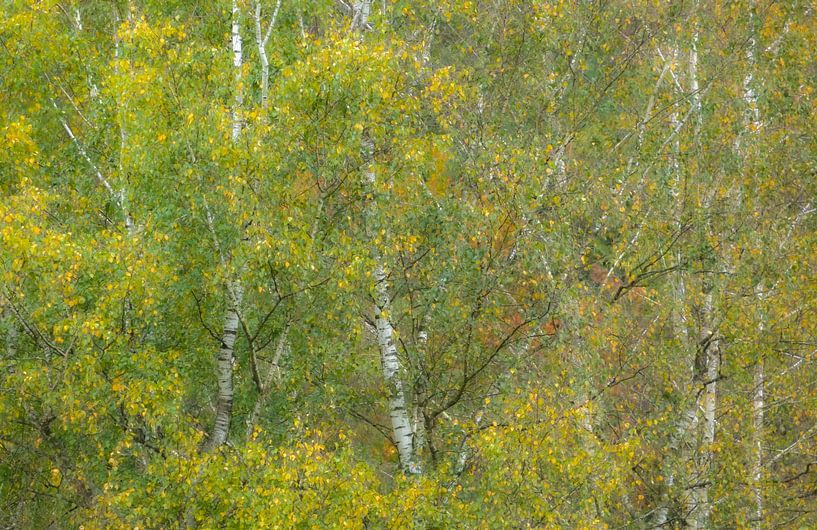 Birch Magic by Peter Proksch
