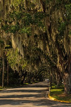 Oak avenue with Spanish moss in Saint Augustine in Florida by Alexander Ließ
