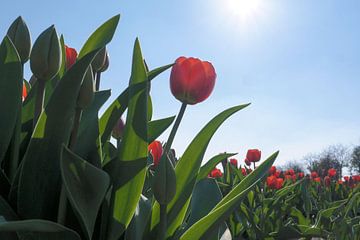 de rode tulp