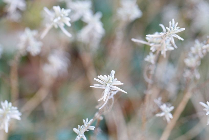 lavendel von Heidi Wils