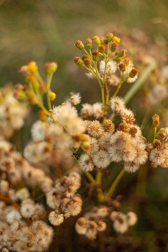 Zomerbloemen | Nederland | augustus | foto van de natuur
