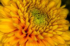 Zonnebloem Helianthus Annuus 'Teddy Bear'