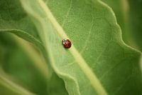 Green ladybug