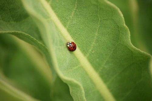 Groen lieveheersbeestje