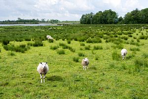 schapen in het veld
