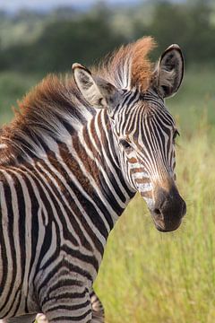 Zebra met stoere kapsel in Krugerpark, zuid afrika van Marijke Arends-Meiring