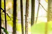 trees in spring