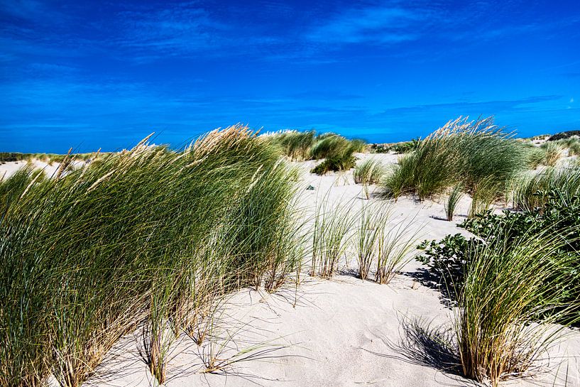 Corner of Holland Dune by Carin IJpelaar