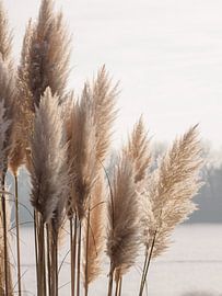 Gräser Strand Natur Landschaft von Der HanseArt