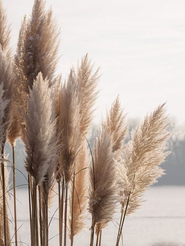 Gräser Strand Natur Landschaft