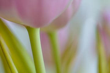 Tulipe en macro sur Schwarzkopf-Photoart