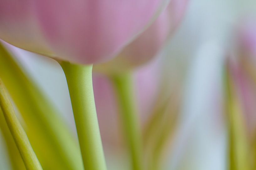 Tulip in macro by Schwarzkopf-Photoart