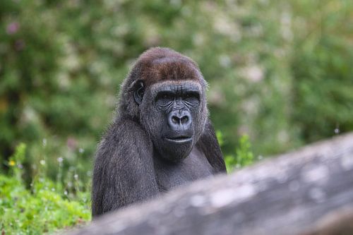 De wijze blik van de Gorilla