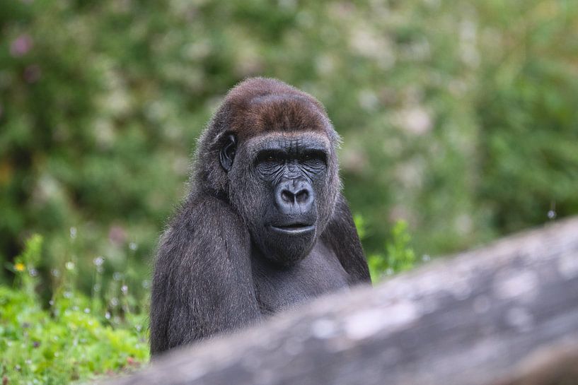 Le regard sage du gorille par WeVaFotografie