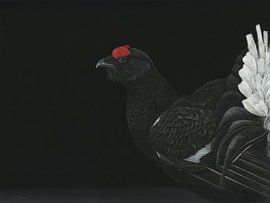 Birkhuhn, Lyrurus tetrix