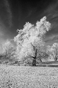 Winterlandschaft in Schwarz / Weiss