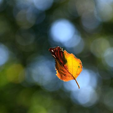 Mitten im Wald. von delkimdave Van Haren