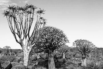 Afrikanische Bäume von Inge Hogenbijl