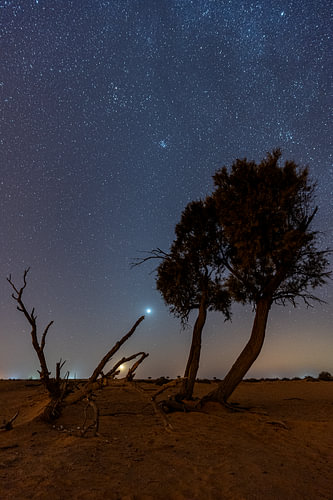 Woestijnbomen onder een sterrenhemel bij Shaqra