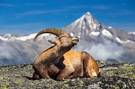 Ibex mountain goat enjoying the sun by Menno Boermans thumbnail