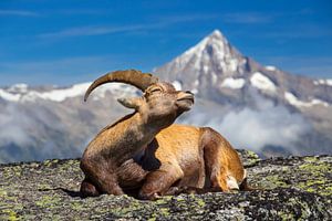 Steinbock genießt die Sonne von Menno Boermans