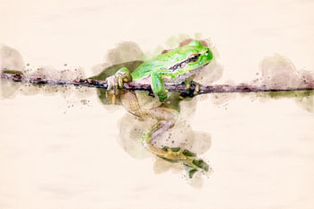 Laubfrosch (Aquarellbearbeitung)