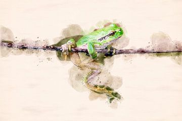 Grenouille arboricole (montage aquarelle)