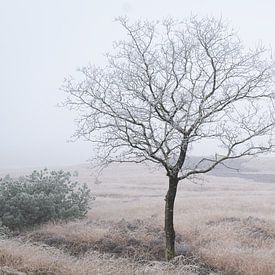 Arbre solitaire entre brouillard et lumière hivernale sur Xander Haenen