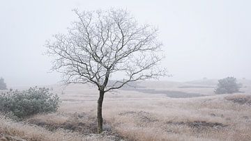 Einsamer Baum zwischen Nebel und Winterlicht
