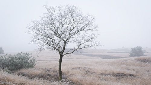 Lonely tree between mist and winter light by Xander Haenen