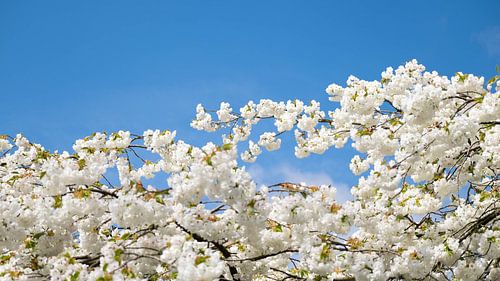 White Cherry Blossom