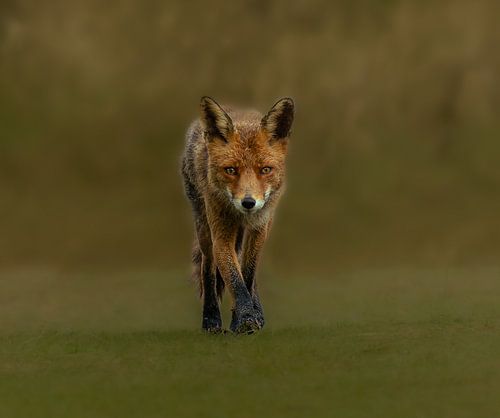 Vos aan de wandel. van Wouter Van der Zwan