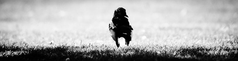 bird von melissa demeunier