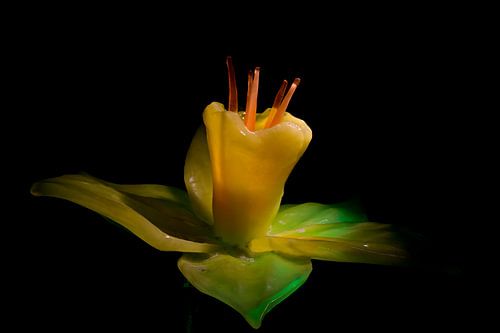 This is a beautiful image of a daffodil made of ice cream.