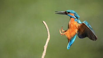 kingfisher