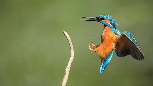 ijsvogel