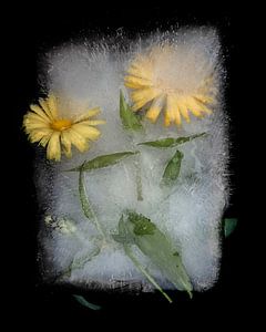 Gefrorene Blumen - gelb