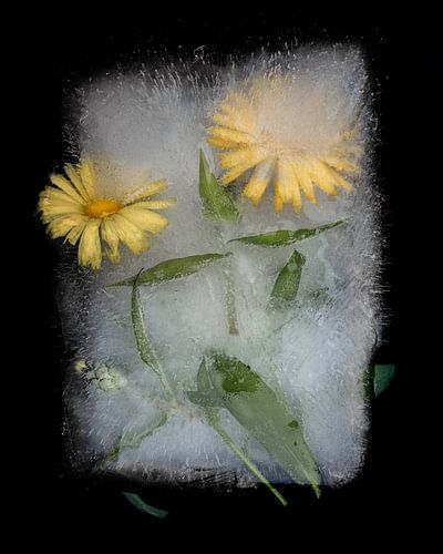 Frozen flowers - yellow