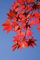 Japanese maple