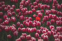 Tulipe rouge parmi des tulipes roses