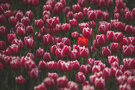 Red tulip among pink ones by Marjolijn Barten