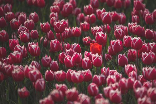 Rode tulp tussen de roze