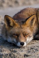 Vos / Fox