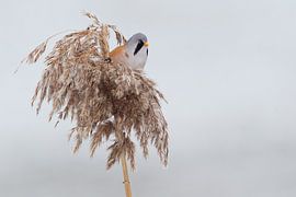 Bearded man in the reeds in the winter by Jeroen Stel
